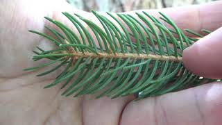 Identifying Norway spruce [upl. by Pedaiah]