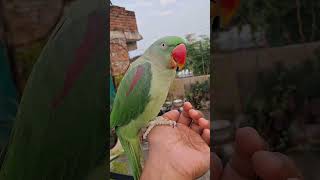 Sweetu 🦜 Crippling Mummy instaparrot parrot amazonparrots birds trendingtrendingshorts nature [upl. by Lindahl989]