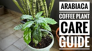 I have a coffee tree ☕️ Plant amp Care guide 🌱 [upl. by Barcus]