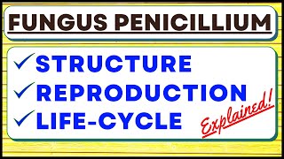 Penicillium Chrysogenum Fungus  Reproduction  Biological Classification Kingdom Fungi  Life Cycle [upl. by Mehitable163]