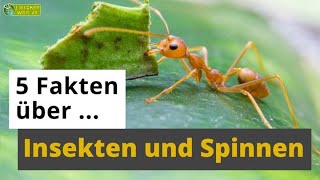 5 Fakten über Insekten und Spinnentiere Metamorphose Schmetterling Spinne amp Co  TierDoku [upl. by Ruenhs534]