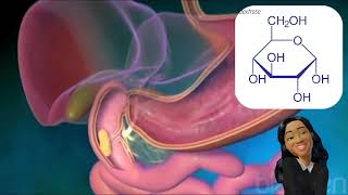 digestion y absorcion de carbohidratos [upl. by Newcomb]