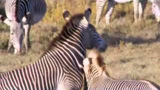 BBC Life  Hunters and Hunted  Cheetahs vs Zebras [upl. by Gonta]