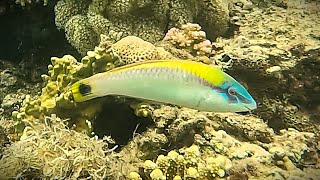 Zigzag wrasse Halichoeres scapularis Rainbowfish Sandreef Wrasse Zigzag Rainbowfish 4K [upl. by Stinson]