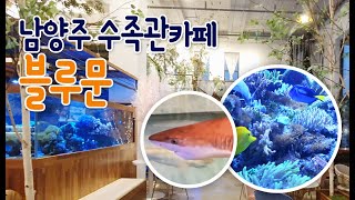 남양주 해수어 카페 블루문  상어가 있는 수족관 카페 aquarium [upl. by Corby]