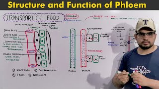 Transport of food in Plants Structure and functions of phloem [upl. by Moss]