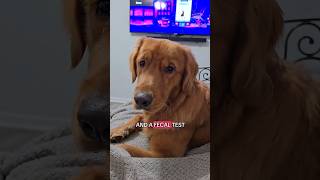 Golden Retrievers HILARIOUS Reaction to Vet Visit [upl. by Summers770]