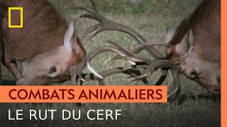 Le dangereux rut du cerf [upl. by Naamana]