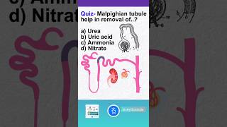 Malpighian tubules help in removal of  Comment the Answer shorts [upl. by True737]