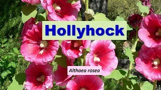 Hollyhock Althea Althaea rosea [upl. by Eiclek]