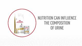 Why Urinary care shouldn’t disappear with the symptoms Discover ROYAL CANIN® Urinary SO for dogs [upl. by Aliac]