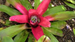 Bromeliad Impressions Planta Brutt Video 7 [upl. by Sergius]