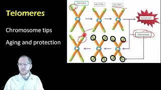 Biology Meiosis Mistakes Nondisjunction and Karyotypes [upl. by Comptom450]