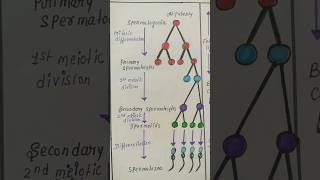 spermatogenesis Oogenesis biologydiagram shorts [upl. by Meilen449]