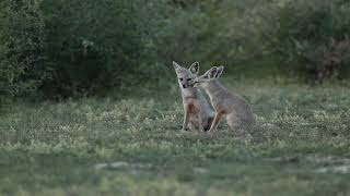 The Bengal fox Vulpes bengalensis [upl. by Quinby286]