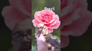 BRAZIL  Ary Barroso  violin Fima B relaxing relax music cool [upl. by Toomin119]