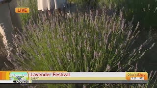 Capay Lavender Festival [upl. by Charline]