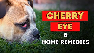 Cherry Eye In Dogs Natural Home Remedies [upl. by Erbes509]