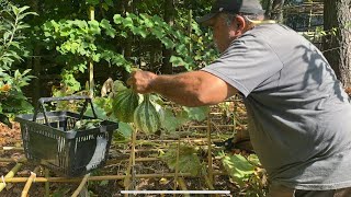 Harvesting My Cushaw Squash amp Prepping For Fall Gardening [upl. by Swain103]