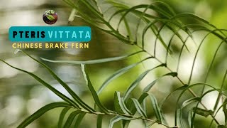 Pteris Vittata [upl. by Anaeed]