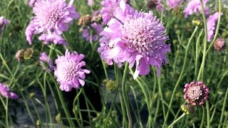 Best Perennials for Sun  Scabiosa Pink Mist Pincushion Flower [upl. by Aicela]