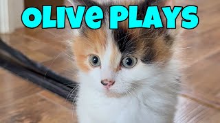 My Calico Kitten Plays [upl. by Bumgardner]