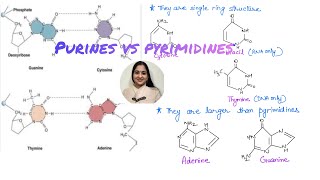 Understand the differences between Purines and Pyrimidinesmcatprep apbio neet2024 [upl. by Erica796]