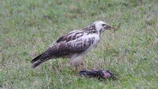 Buizerd met konijn [upl. by Graehme]