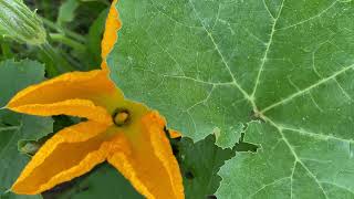 Squash Vine Borer Squash Blossom and Squash Bug Eggs Are Here In Alabama [upl. by Joliet]