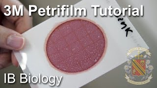 How to Use a Petrifilm Count Plate  Biology Lab Techniques [upl. by Kinson903]