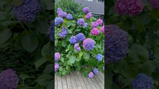 hydrangeamacrophyllaгортензияgardenгортензіяflowers parkjardinshortsアジサイсадnaturesummer [upl. by Pinchas962]