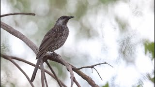 Little Wattlebird at Inskip Point Jul 2024 [upl. by Llennhoj794]