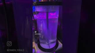 The Kalk stirrer is in🤘 reef aquarium coralreef reef2reef reefbuilders reefing reefkeeper [upl. by Medorra]