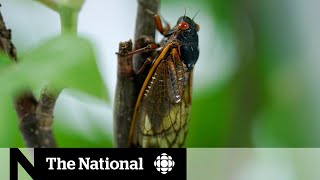 Billions of cicadas reemerge in the US after 17 years [upl. by Hauser]