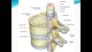 ANATOMIE Les méninges [upl. by Gagnon855]