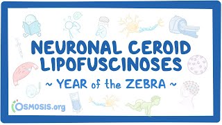 Neuronal ceroid lipofuscinoses Year of the Zebra [upl. by Tristan]