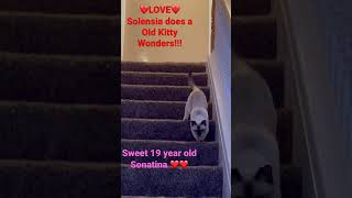 19 year old kitty cat on Solensia Ask your Veterinarian about it solensia shorts kitty [upl. by Fenelia734]