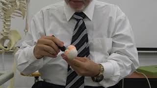 Practical osteology upper limb 5  Humerus  by Dr Wahdan [upl. by Kired]