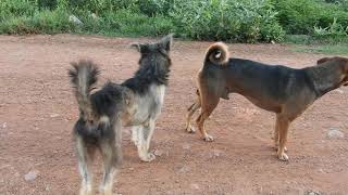 Armant dogs and Kuchi dog in my village [upl. by Herwick]