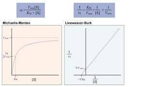 Virtual Enzyme Kinetics amp Lineweaver Burk Plot [upl. by Adao]