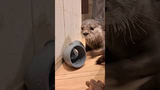 Otters find joy in eating their snacks from pipe toys😁😍🦦🦦Cute Otter ytviral otternoise ytshorts [upl. by Fugate420]