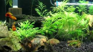 Feeding fish  Peppered Corydoras catfish Platy Dwarf Gourami [upl. by Miles555]