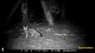 ZORRO GRIS o CHILLA  PATAGONIA  CHILE  Cámaras Trampa  NOV 2021 Lycalopex Griseus [upl. by Shumway]