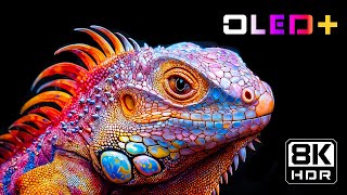 BEST OLED TEST  Exquisite Landscape in 8K HDR  Dolby Vision™ [upl. by Evangelin]