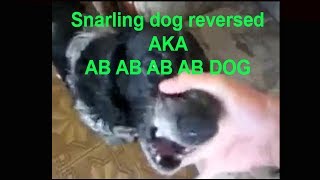 Hilarious Snarling Dog Reversed AKA AB AB AB Dog [upl. by Allissa]