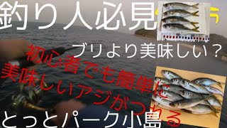 【大阪】とっとパーク小島でサビキ爆釣初心者釣り釣り大阪釣り サビキ釣りアジショアジギングライトショアジギング大阪釣果 [upl. by Kirre212]