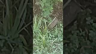 Wood Rat Next To The Trail On The Greenway [upl. by Ishmul308]