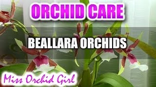 Orchid care  How to care for Beallara Aliceara Orchids  watering fertilizing reblooming [upl. by Ecirtaeb]