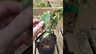 Pink Variegated Lemon Tree in recovery💚 pink lemon tree plants garden youtube shorts [upl. by Feld764]