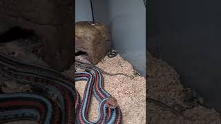 My San Francisco Garter Snakes Had SURPRISE Babies [upl. by Fillender529]